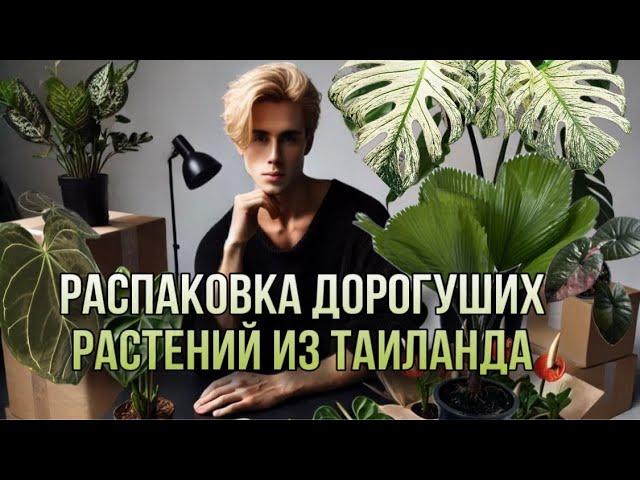 РАСПАКОВКА НОВИНОК РЕДКИХ РАСТЕНИЙ ИЗ ТАИЛАНДА 