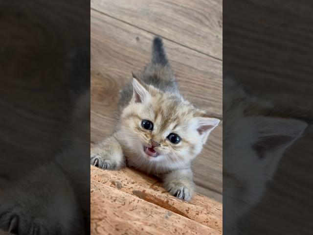 Kitten Jumps off the Couch #shorts #lada #kittenlada #kitten