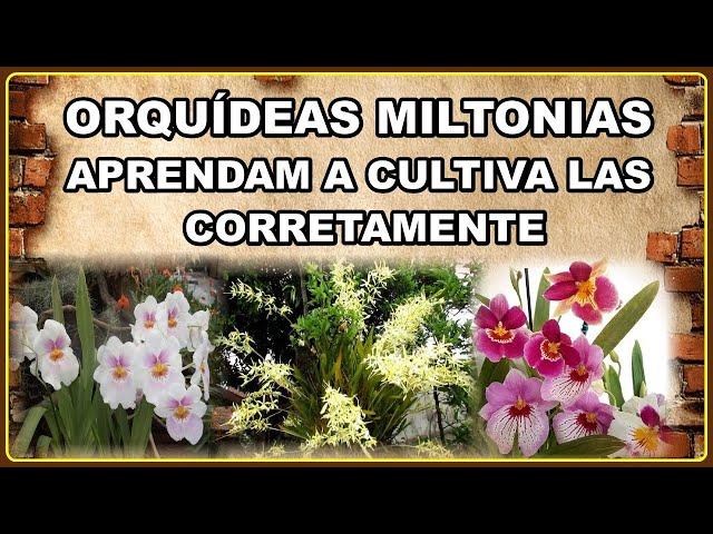 AS LINDAS ORQUIDEAS MILTONIAS  VEJAM COMO EU AS CULTIVO