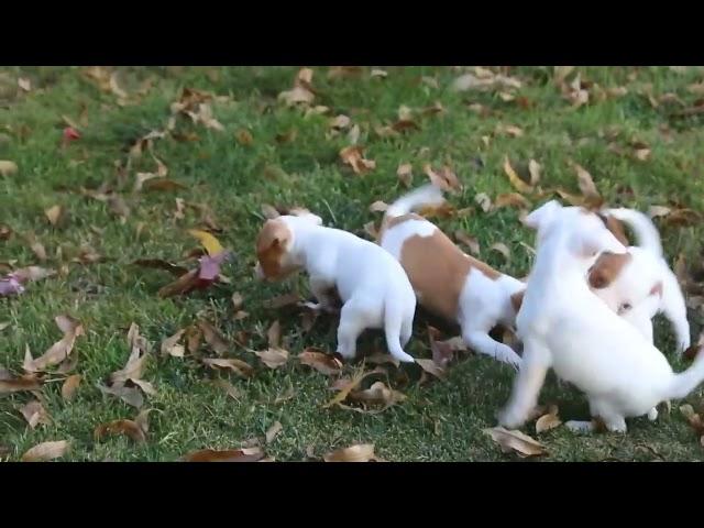 Jack Russell Mix Puppies For Sale