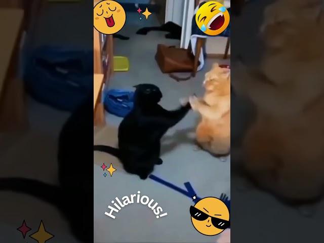 Crazy Cat Antics: When Fluffy Goes Wild!