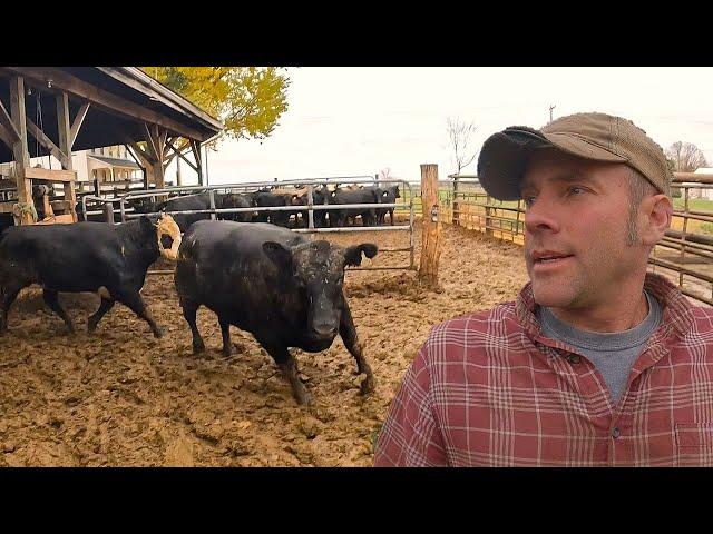 Sorting Cattle and Trying to Keep Things Running!