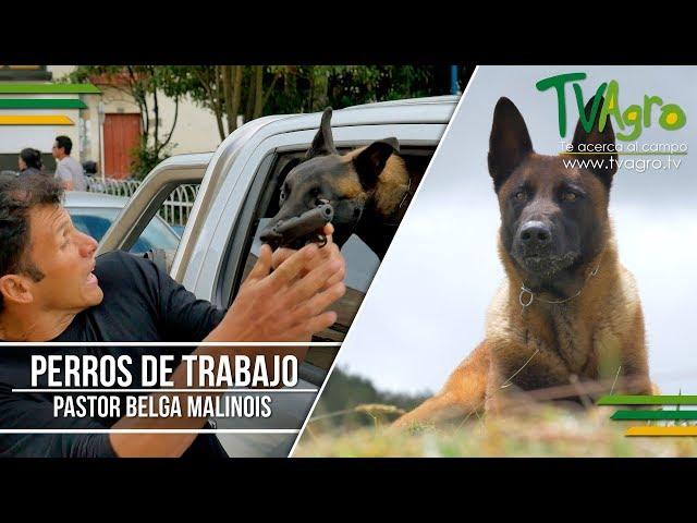 Pastor Belga Malinois- The Belgian Malinois ENG SUB Tv Agro por Juan Gonzalo Angel