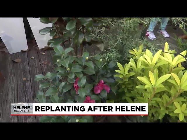 Replanting after Hurricane Helene