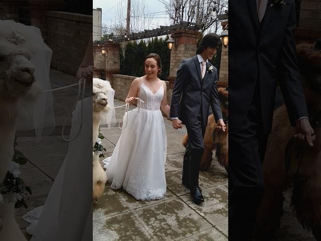 Bride & Groom Alpacas at a Wedding