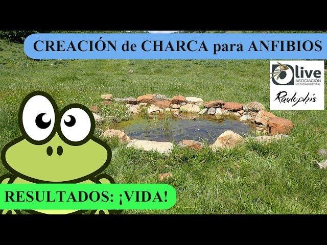 CREACIÓN de CHARCA para ANFIBIOS y resultados - O-live y Raulophis
