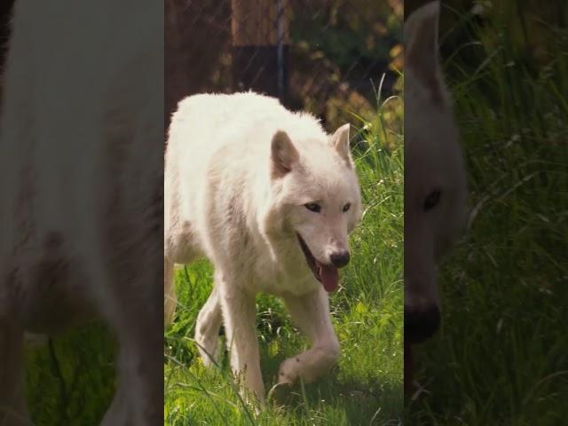 Wolf Training Session | Toledo Zoo