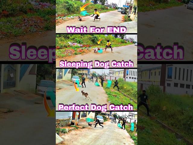 Perfect Dog Catcher #dog #streetdog #rescue #dogwithpublicsafety #ytviral #ytshortsindia