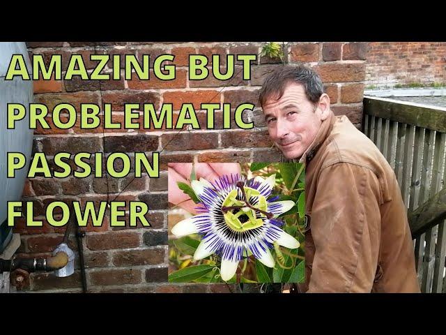 Passion Flower, gardening, passiflora.