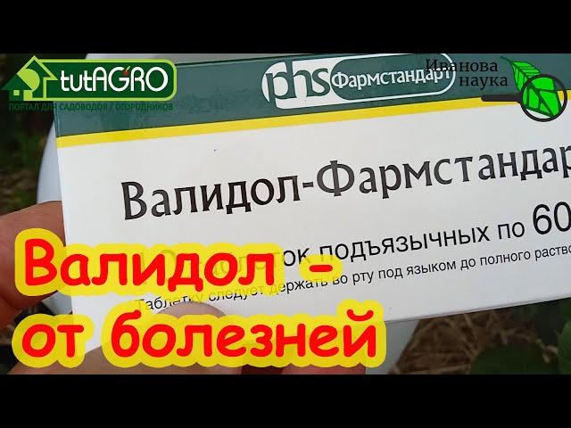 КАК ИСПОЛЬЗОВАТЬ ВАЛИДОЛ ОТ ФИТОФТОРОЗА и ПЕРОНОСПОРОЗА. + ответы на вопросы. Краткая версия.