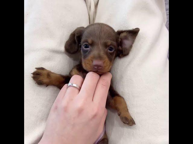 샤넬 박스에 들어간 닥스훈트 - 스타일독앤캣 Styledogcat