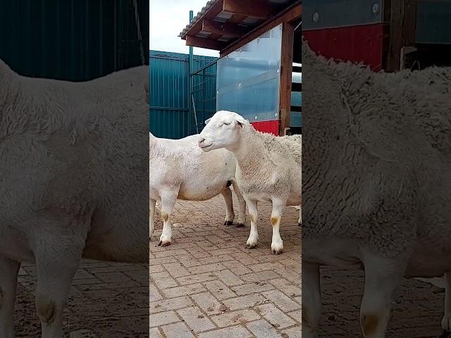 Ягнята на Домашней Фермы Белых Дорперов / Lambs on the White Dorper's Home Farm / Russia 