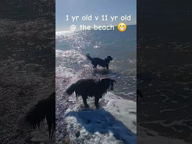 #Horses & dogs  #Beachlife #Ocean  #duet #Equestrians with dogs #Sea