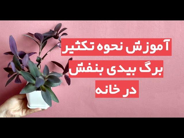 مراحل قلمه زدن و تکثیر برگ بیدی بنفش در خانه - cutting Tradescantia home