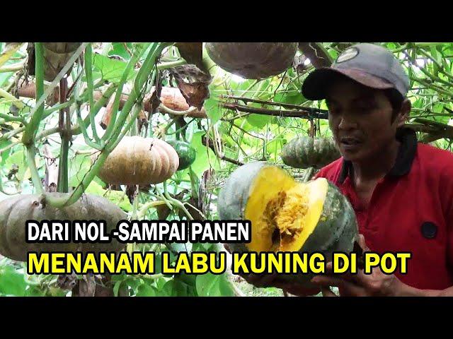 TERBARU ‼️ Cara Menanam LABU KUNING di Polybag Sistem Para Para Dari Nol Sampai Panen