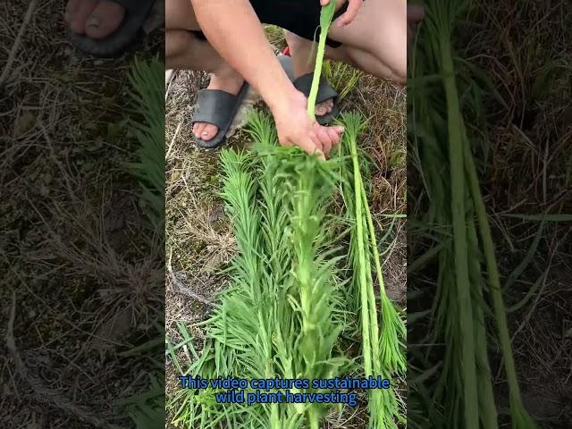 Wild Edible Foraging: Surprising Uses of Fleabane You Never Knew!