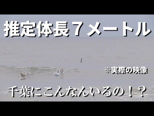 8月22日千葉県の海岸サーフィン歴２５年の主も初めて見る大きさの生物に出会いました。※求む海洋生物専門家