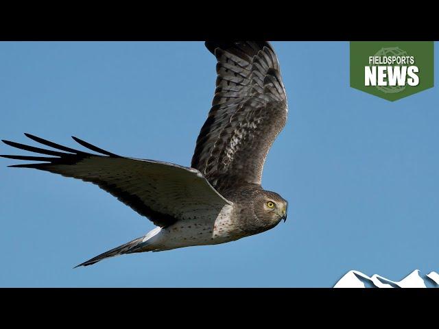 RSPB wriggles over hen harriers – Fieldsports News, 17 April 2024