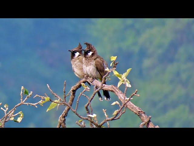Bulbuls: Melodious Songsters of the Avian Realm