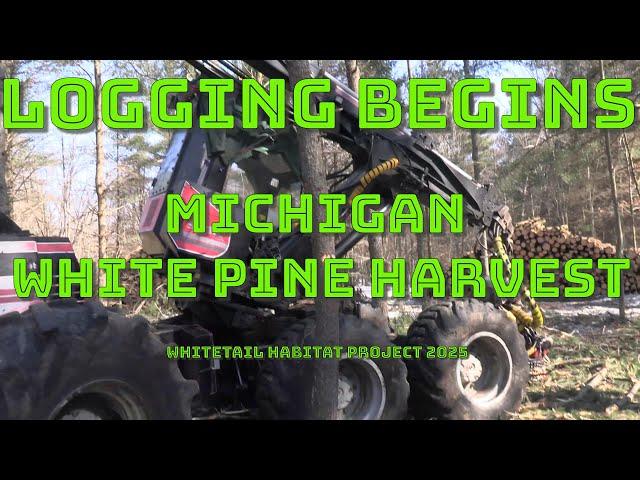 WHITE PINE LOGGING PROJECT | EARLY PROGRESS WITH THE WHITETAIL HABITAT IMPROVEMENT | WINTER LOGGING