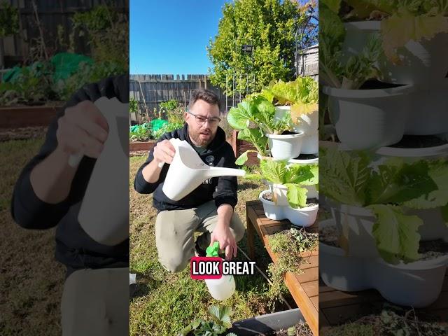 Finding The BEST Watering Can #gardeningaustralia #gardeningtips #veggiegarden