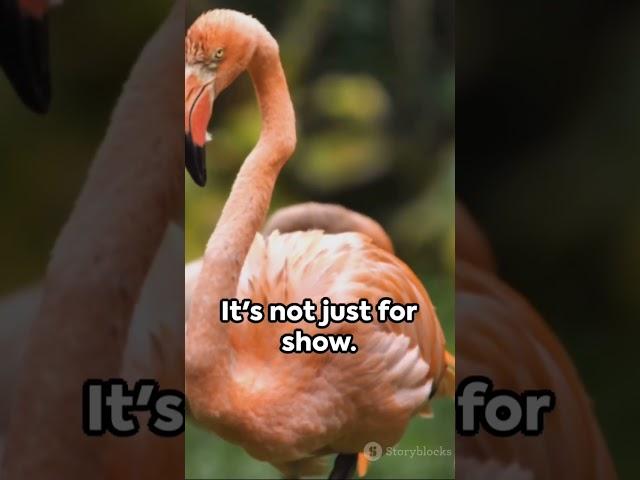 American Flamingo 