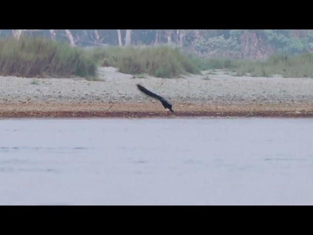 Scary moment, Chitwan National Park, Nepal.