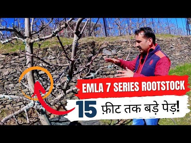 Part 2 | Emla 7 Series Rootstock Plants | 15 Feet तक बड़े पेड़