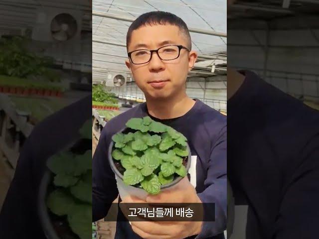 청년 농부가 직접 재배한 허브 식물