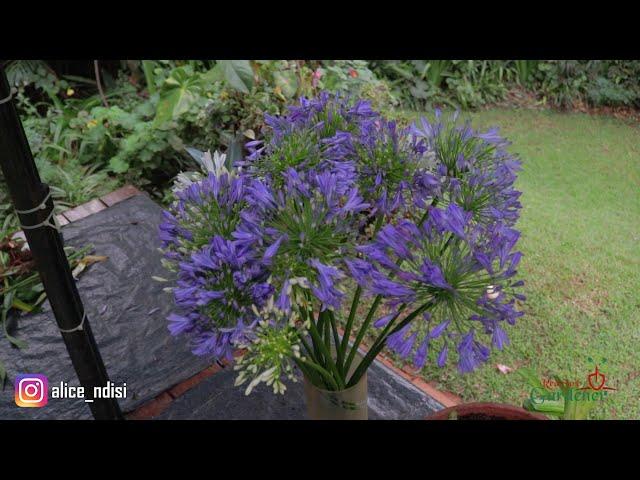 Agapanthus, these beautiful plants are easily propagated by division.