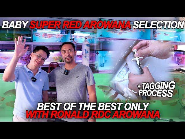 Selecting RDC super red arowana for Growout event.