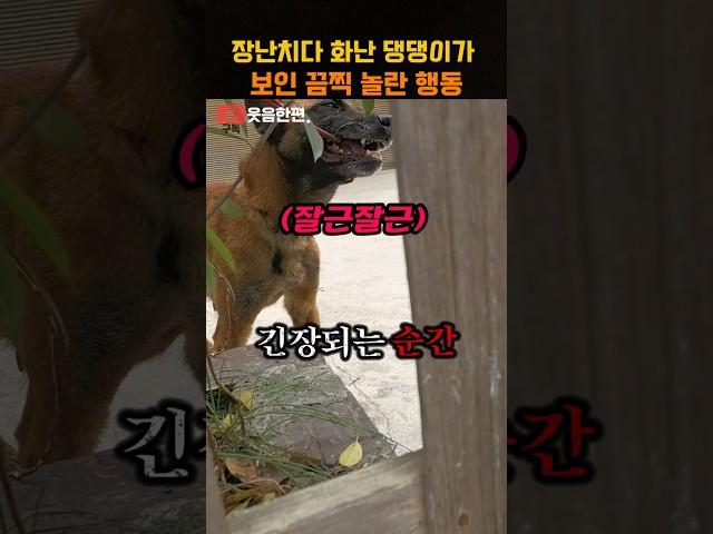 장난치다 화난 댕댕이가 보인 놀라운 행동