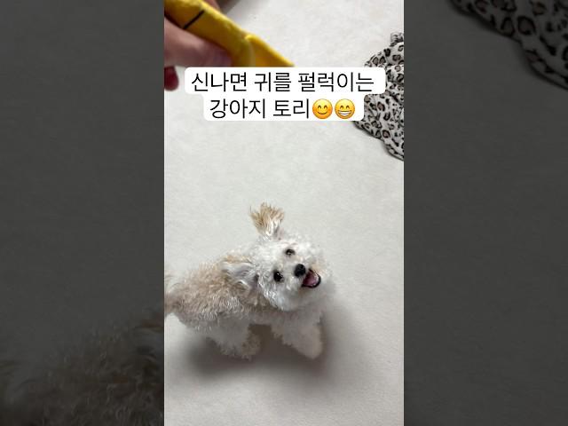 신나면 귀를 펄럭이는 강아지 토리 #강아지 #dog
