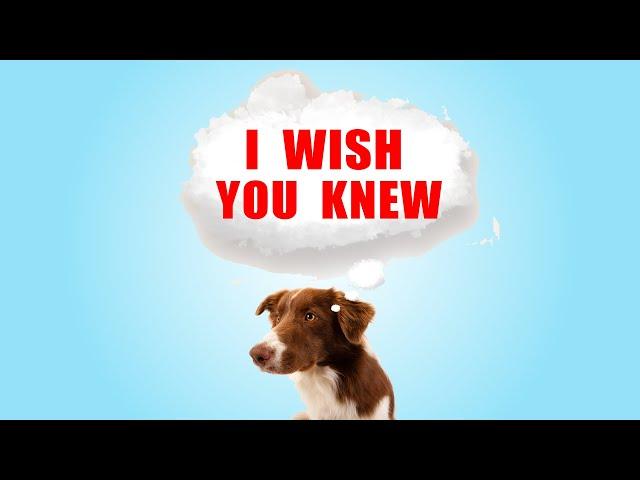 30 Things Your Dog Wishes You Knew