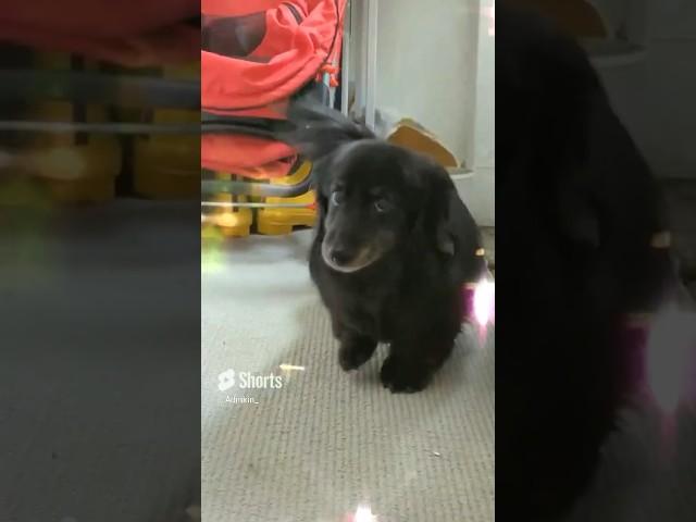 This Dog was Born to Dance! 