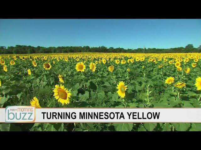 Minnesota realtor on a quest to turn the state yellow (with your help) | FOX 9 Morning News