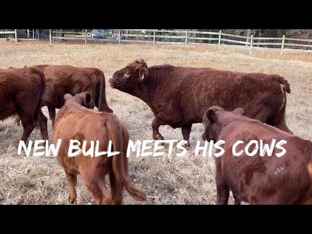 What happens when you give a new Dexter bull to cows? Please SUBSCRIBE