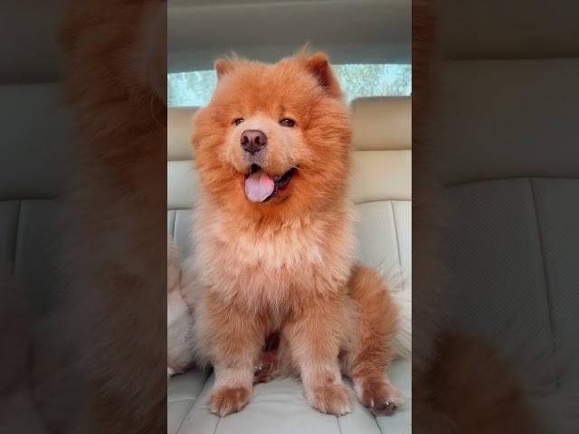 Rare Chow Chow tongue! #cute #love #shorts