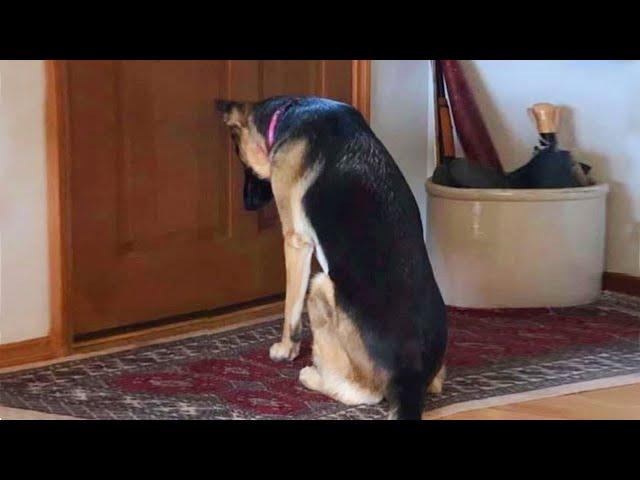 This Funniest Dog's Welcome Will Give You DOG FEVER 