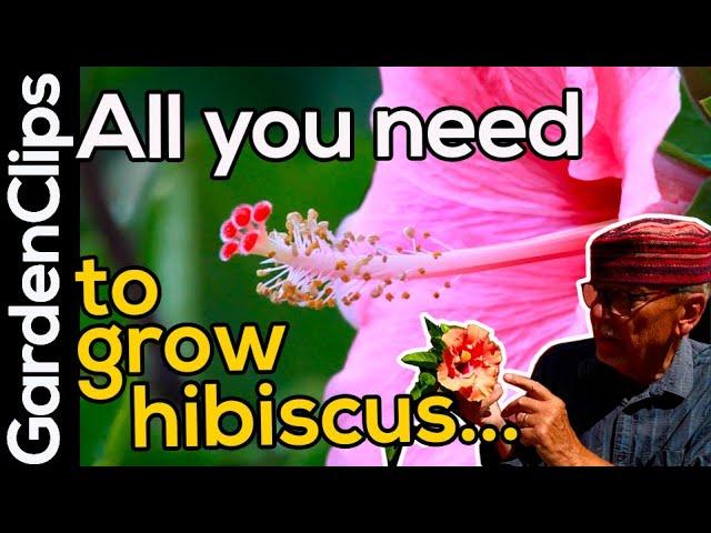 Hibiscus Flower Plant - Grow Hibiscus in a pot anywhere - Hibiscus plant care