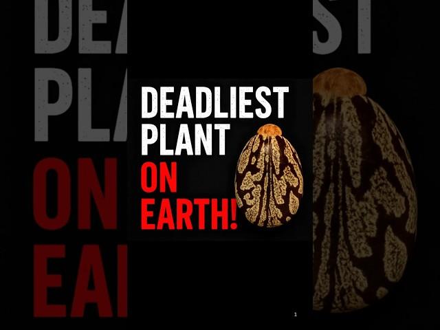 This Plant Can Kill You Instantly #short  #factshorts