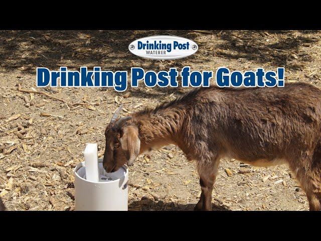 Drinking Post Automatic Waterer for Goats