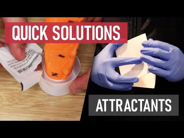 Quick Solutions: How to Use Attractants for Pest Control