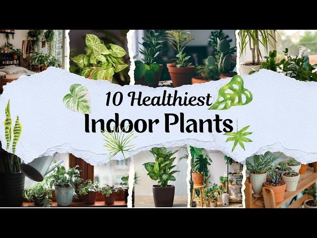 10 Healthiest Indoor Plants || #top10 #topten #top5