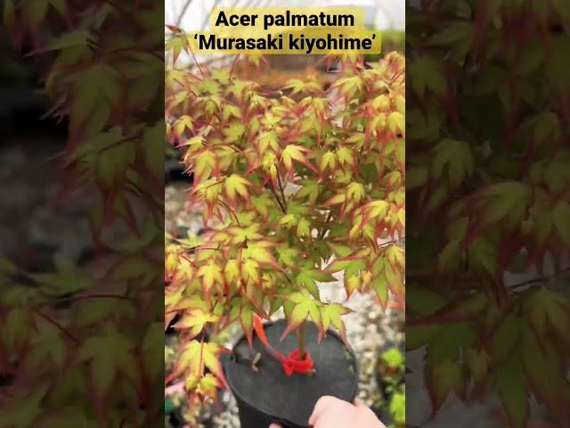 Dwarf Japanese Maples are so cool  Acer palmatum ‘Murasaki kiyohime’