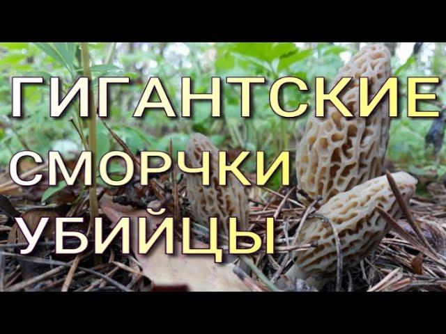 ПЕРВЫЕ ВЕСЕННИЕ ГРИБЫ! СМОРЧКИ, СТРОЧКИ И СМОРЧКОВАЯ ШАПОЧКА! НАГЛЯДНО ОБЪЯСНЯЮ, В ЧЕМ РАЗНИЦА.