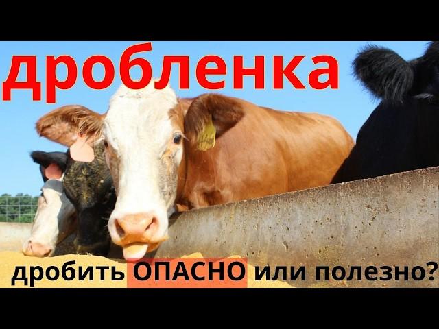 опасность дробленки | измельчение фракции плющение зерна дробилки экструдирование запаривание