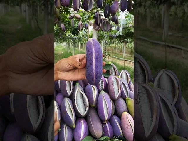 Enjoy Beautiful Unique Fruits