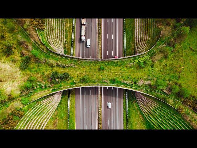 The Hidden Engineering of Wildlife Crossings