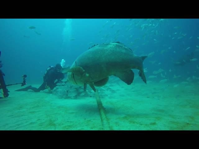 Grouper Bites Head Off Diver